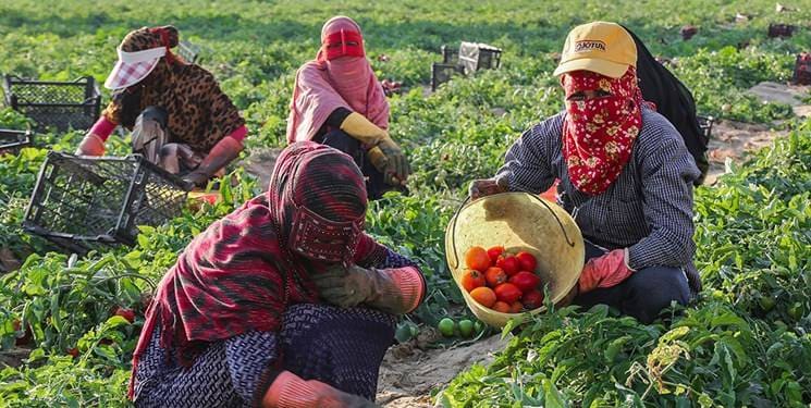 بهره‌وری؛ اولویت کشاورزی هرمزگان
