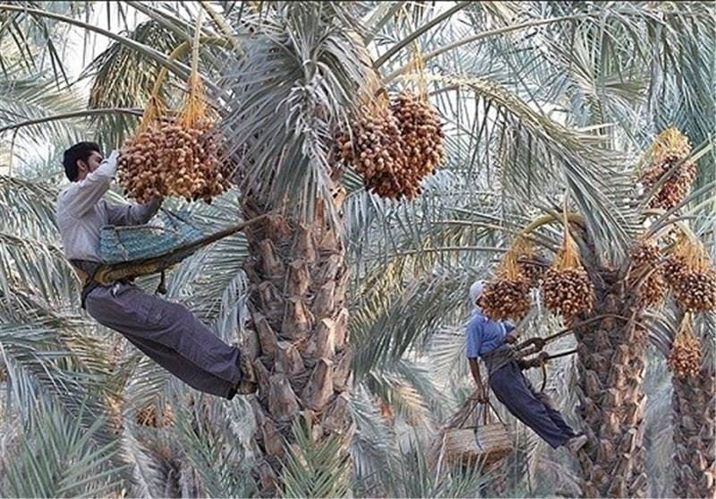پیش‌بینی تولید ۲۰۰ هزار تن خرما در هرمزگان