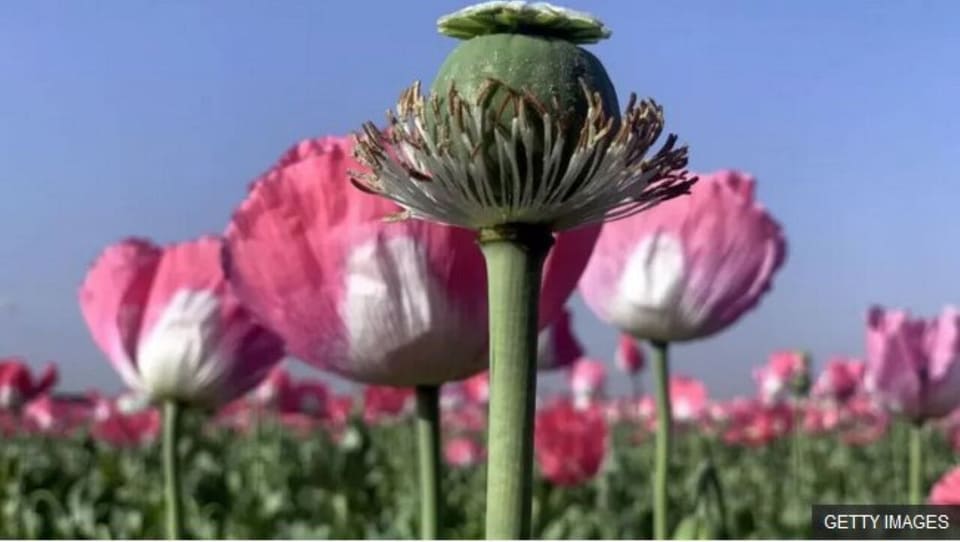 کشت شاهدانه صنعتی و شقایق ایرانی مجاز شد+ جزئیات