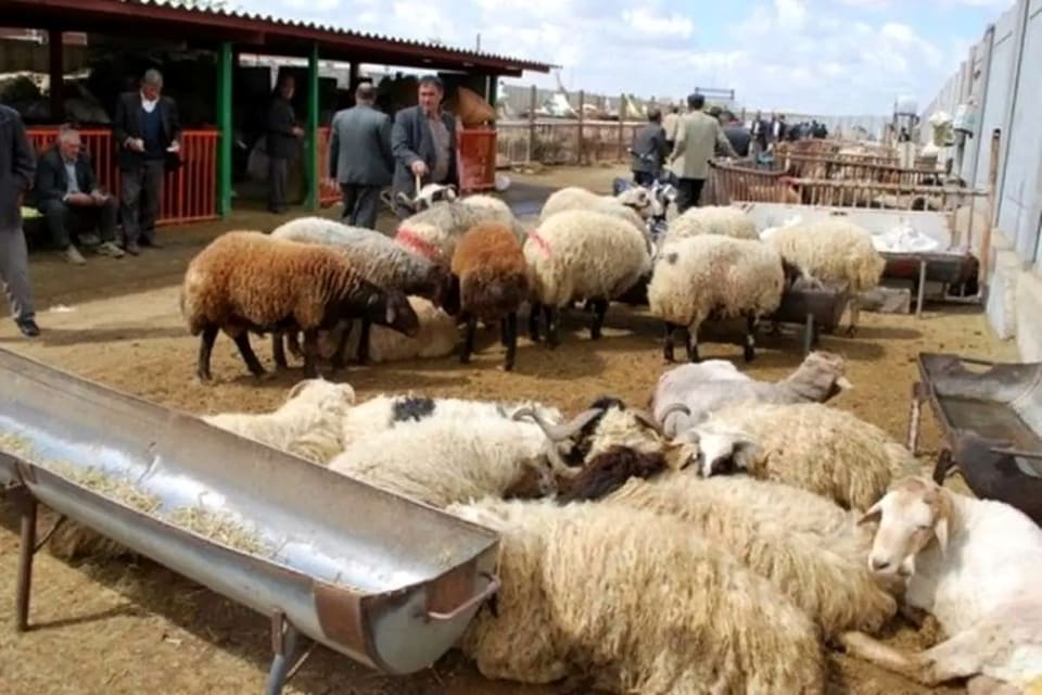 قیمت جدید دام‌زنده/ هر کیلو گوسفند و گوساله زنده چند؟